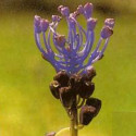 ATLANTIDA JACINTO ESENCIA FLORAL 10 ML