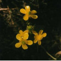 ATLANTIDA MORGALLANA ESENCIA FLORAL 10 ML