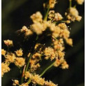 ATLANTIDA JUNCIA ESENCIA FLORAL 10 ML