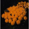 ATLANTIDA MATORISCO ESENCIA FLORAL 10 ML