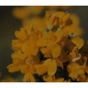 ATLANTIDA RETAMA AMARILLA ESENCIA FLORAL 10 ML
