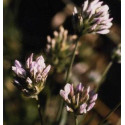 ATLANTIDA TEDERA ESENCIA FLORAL 10 ML