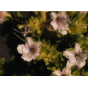 ATLANTIDA TAJINASTE ESENCIA FLORAL 10 ML