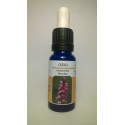 ORQUIDEA EUROPEA 3 DACTYLORHIZA MACULATA 15 CC NESTINAR