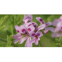 ACEITE ESENCIAL DE GERANIO BOURBON (PELARGONIUM ASPERUM BOURBON) 10 CC PRANAROM