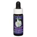 Comprar E.F. ANGEL'S TRUMPET 7,5 ML FES CALIFORNIA FES CALIFORNIA