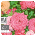 ACEITE ESENCIAL ROSA DAMASCO BIO (ROSA DAMASCENA) 5 CC PRANAROM