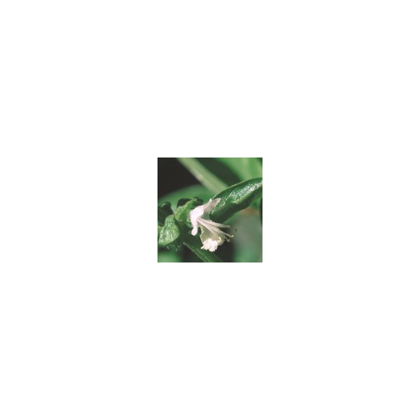 Comprar E.F. BASIL 30 ML. FES CALIFORNIA online - Farmacia Coliseum