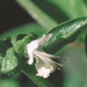 Comprar E.F. BASIL 7,5 ML. FES CALIFORNIA online - Farmacia Coliseum