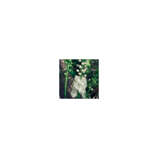 Comprar online E.F. BLACK COHOSH 30 ML FES CALIFORNIA - Coliseum
