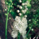 Comprar online E.F. BLACK COHOSH 7,5 ML FES CALIFORNIA - Coliseum