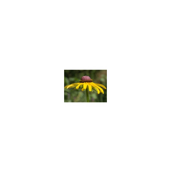 Comprar E.F. BLACK EYED SUSAN 30 ML FES CALIFORNIA online - Coliseum