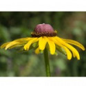 Comprar E.F. BLACK EYED SUSAN 7,5 ML FES CALIFORNIA online - Coliseum