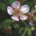 Comprar online E.F. BLACKBERRY 30 ML FES CALIFORNIA - Coliseum