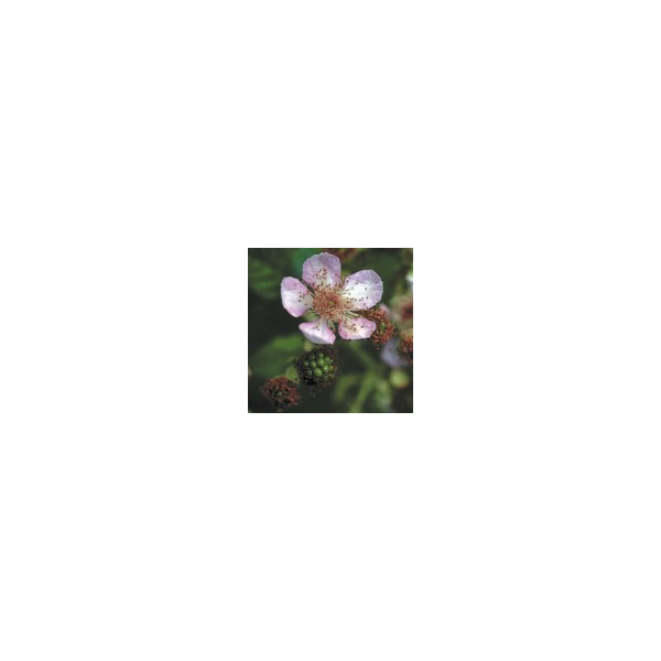 Comprar online E.F. BLACKBERRY 7,5 ML FES CALIFORNIA - Coliseum