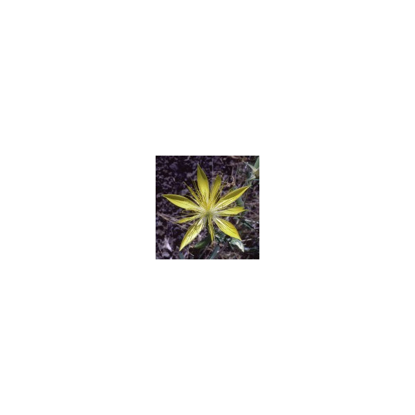 Comprar E.F. BLAZING STAR 7,5 ML. CALIFORNIA online - Coliseum