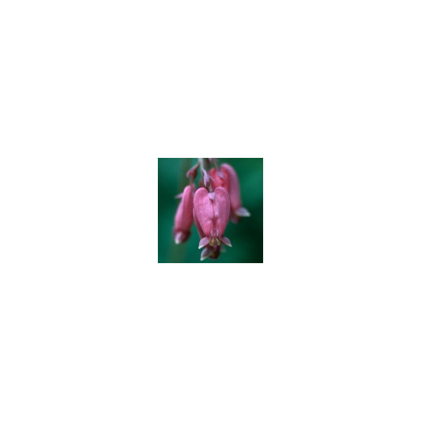 Comprar E.F. BLEEDING HEART 30 ML FES CALIFORNIA online - Coliseum