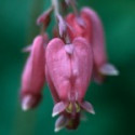 Comprar E.F. BLEEDING HEART 30 ML FES CALIFORNIA online - Coliseum