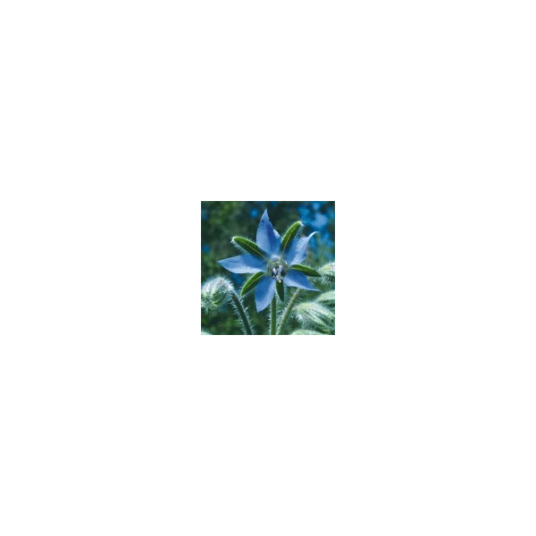 Comprar E.F. BORAGE 7,5 ML. FES CALIFORNIA online - Farmacia Coliseum