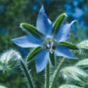 Comprar E.F. BORAGE 7,5 ML. FES CALIFORNIA online - Farmacia Coliseum