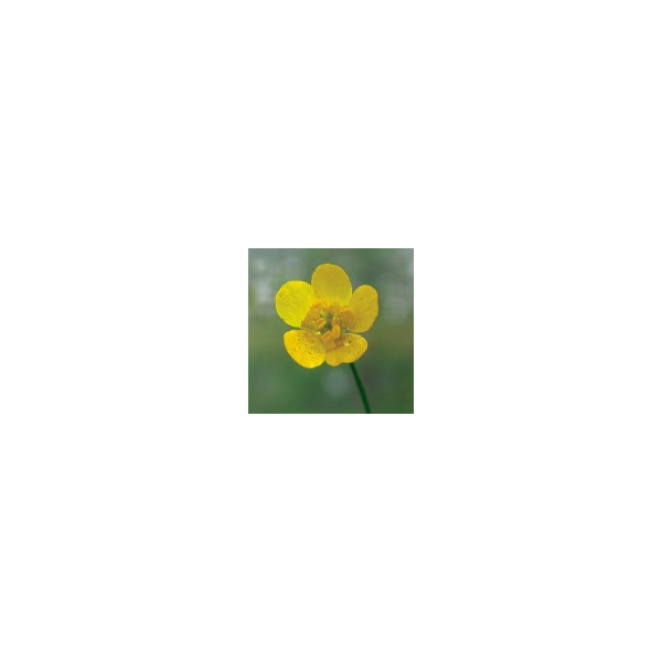 Comprar E.F. BUTTERCUP 30 ML FES CALIFORNIA online - Coliseum