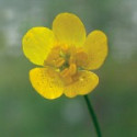 Comprar online E.F. BUTTERCUP 7,5 ML FES CALIFORNIA - Coliseum