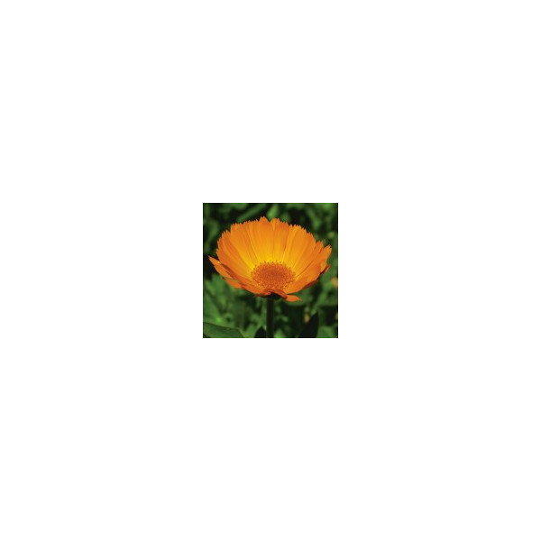 Comprar online E.F. CALENDULA 30 ML FES CALIFORNIA - Coliseum