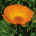 Comprar E.F. CALENDULA 7,5 ML FES CALIFORNIA online - Coliseum