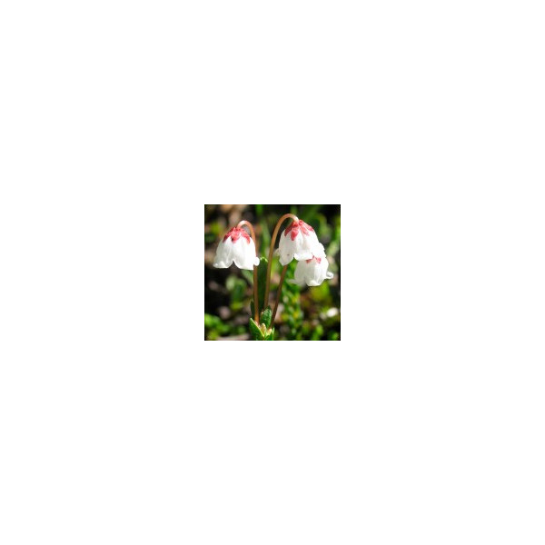 Comprar E.F. CASSIOPE 7,5 ML. FES CALIFORNIA online - Coliseum