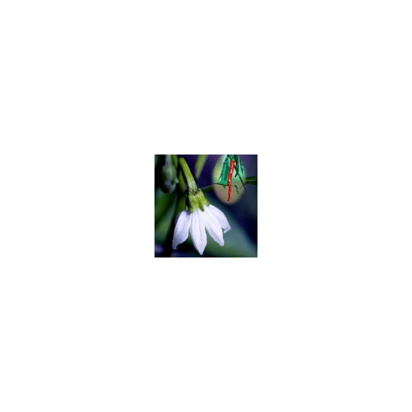 Comprar online E.F. CAYENNE 30 ML FES CALIFORNIA - Farmacia Coliseum