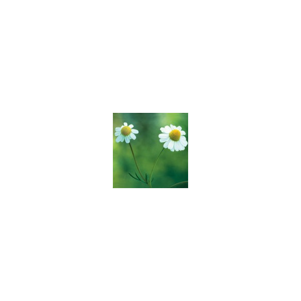Comprar E.F. CHAMOMILE 30 ML FES CALIFORNIA online - Coliseum