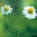 Comprar E.F. CHAMOMILE 30 ML FES CALIFORNIA online - Coliseum