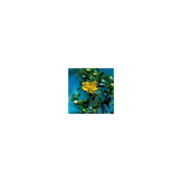Comprar E.F. CHAPARRAL 7,5 ML FES CALIFORNIA online - Coliseum