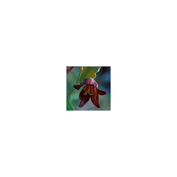 Comprar E.F. CHOCOLATE LILY 30 ML. FES CALIFORNIA online - Coliseum