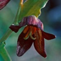 Comprar E.F. CHOCOLATE LILY 7,5 ML. FES CALIFORNIA online - Coliseum