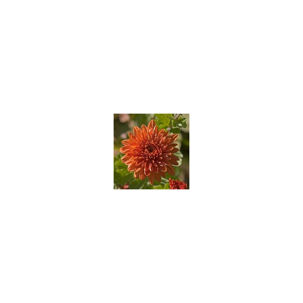 Comprar E.F. CHRYSANTHEMUM 30 ML FES CALIFORNIA online - Coliseum