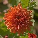 Comprar online E.F. CHRYSANTHEMUM 7,5 ML FES CALIFORNIA - Coliseum