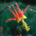 Comprar E.F. COLUMBINE 30 ML. FES CALIFORNIA online - Coliseum