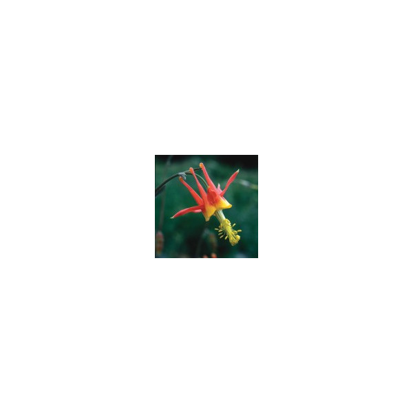 Comprar E.F. COLUMBINE 7,5 ML. FES CALIFORNIA online - Coliseum