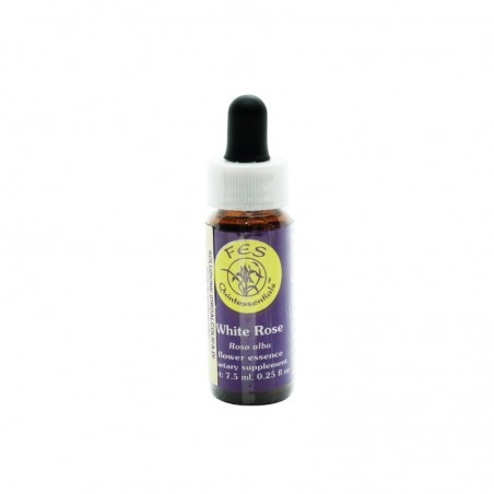 Comprar online E.F. WHITE ROSE 7,5 ML. FES CALIFORNIA - Coliseum