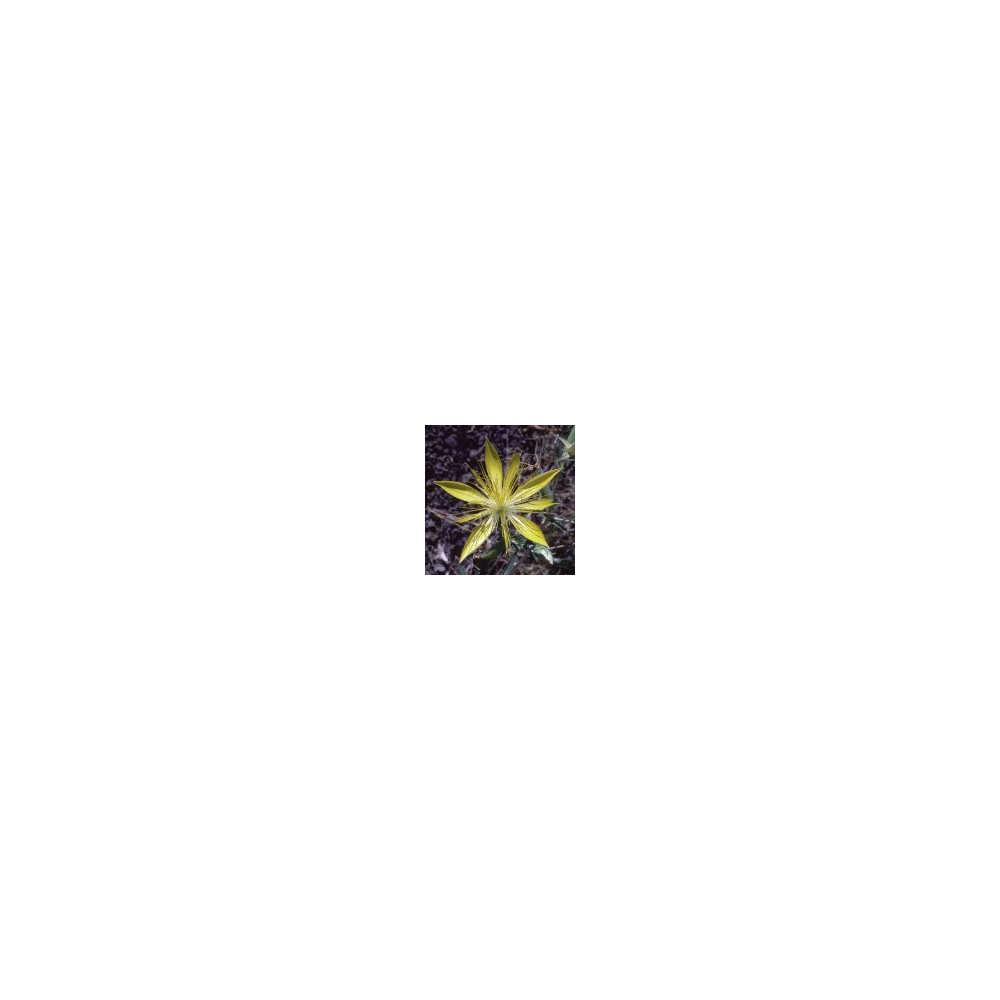 Comprar online E.F. BLAZING STAR 30 ML. FES CALIFORNIA - Coliseum