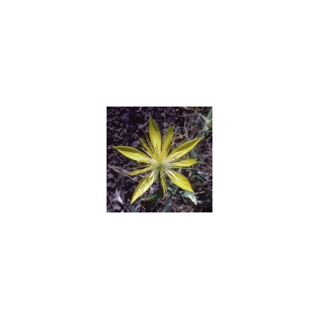 Comprar online E.F. BLAZING STAR 30 ML. FES CALIFORNIA - Coliseum