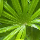 Subcategoría Saw Palmetto