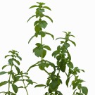 Subcategoría Complementos naturales con poleo