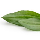 Subcategoría Complementos naturales con zaragotana