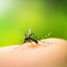 Subcategoría Picaduras mosquitos