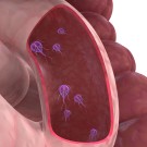 Subcategoría Parásitos intestinales